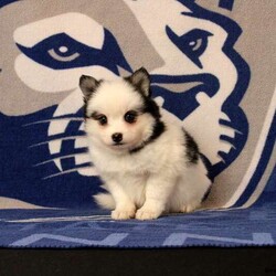 Lucy/Pomsky									Puppy/Female	/12 Weeks