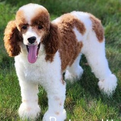 Rose/Bernedoodle									Puppy/Female	/14 Weeks,Meet Rose! She is an amazing little girl. She has absolutely stunning Bernese markings but she also has the benefit of being hypoallergenic! She will have a beautiful thick wavy coat when she is full grown. We expect her to be around 30-40 pounds full grown. Rose is a very sweet girl and loves to play but she is also content to do her own thing if you are busy! She is a little love bug and she loves to give kisses. If your looking for a great family dog or hiking companion, Rose is your girl! We would love to have you come visit her! Reach out to us by call or text at to set up a in person visit or a Zoom call if that fits your schedule better. Such an amazing little girl won’t be available long! Both of Rose’s parents are they are very healthy dogs! So we have very high expectations for Rose and we want her to have a great life with a great family! Rose will also come home with all of her vaccinations and deworming up-to-date, a doctors health certificate, and a two year genetic health guarantee. She will also be microchipped.