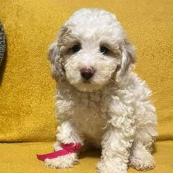  Beautiful Toy Poodle Puppies /Toy Poodle/Female/Sex: Mixed Litter, Beautiful Toy Poodle Puppies – Ready for Their Forever Homes 
