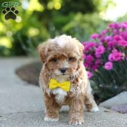 Brady/Cavapoo									Puppy/Male	/7 Weeks,Meet Brady, a F1B cavapoo! He’s full of energy, curiosity, and unconditional love, always ready to explore, chase toys, and discover something new. When the day winds down, he’s happiest curled up close, soaking in every cuddle with his sweet, gentle nature. His petite size makes him even more special, offering the perfect blend of affection, fun, and charm. He’ll make a wonderful companion for families, singles, or anyone looking for a loyal little friend.