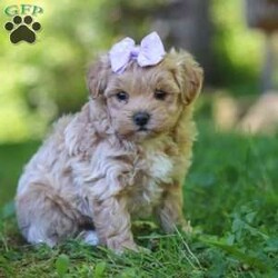 Haven/Maltipoo									Puppy/Female	/6 Weeks,Meet Haven, an adorable F1 Maltipoo who’s brimming with curiosity and charm! This little gal is always eager to explore the world around her, whether it’s sniffing out new adventures or playfully chasing after her favorite toy. Her bright eyes and wagging tail are always full of excitement, ready to turn every moment into a fun-filled experience. As a Maltipoo, she inherits the intelligence of a Poodle and the affectionate nature of a Maltese, making her an ideal companion for families or individuals alike. If you’re looking for a loyal companion who’s as inquisitive as loving, she is the perfect choice!