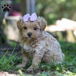 Haven/Maltipoo									Puppy/Female	/6 Weeks,Meet Haven, an adorable F1 Maltipoo who’s brimming with curiosity and charm! This little gal is always eager to explore the world around her, whether it’s sniffing out new adventures or playfully chasing after her favorite toy. Her bright eyes and wagging tail are always full of excitement, ready to turn every moment into a fun-filled experience. As a Maltipoo, she inherits the intelligence of a Poodle and the affectionate nature of a Maltese, making her an ideal companion for families or individuals alike. If you’re looking for a loyal companion who’s as inquisitive as loving, she is the perfect choice!