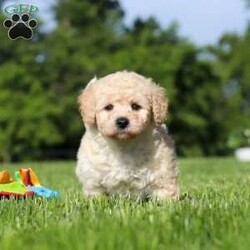 Charlie/Bich-Poo									Puppy/Male	/6 Weeks,Meet Charlie, an adorable Bichapoo puppy with a cheerful personality and a sweet little face that is impossible to resist! Full of happiness and charm, Charlie loves spending his days playing with toys, exploring new things, and making friends with everyone he meets. Whether he’s enjoying a fun outdoor adventure or snuggled up beside you for some cuddle time, he’s always happiest when he’s with his people. With his affectionate nature, playful spirit, and lovable personality, Charlie is sure to bring endless love, laughter, and joy to his forever family.