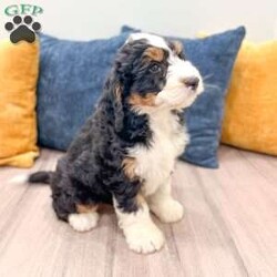 Cody/Mini Bernedoodle									Puppy/Male	/10 Weeks,Hello there! I’m Cody a beautiful Tri colored Mini Bernedoodle puppy! Don’t miss the opportunity to bring home this delightful Mini Bernedoodle puppy! I’m well socialized and ready to fit into your family! I would love to fill your home with all of my puppy love! I have been vet checked, microchipped and I am up to date on vaccinations and dewormings and will come with a one year genetic health guarantee! Call or text anytime to make me the newest addition to your family and get ready to spend a lifetime of tail wagging fun!