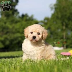 Charlie/Bich-Poo									Puppy/Male	/6 Weeks,Meet Charlie, an adorable Bichapoo puppy with a cheerful personality and a sweet little face that is impossible to resist! Full of happiness and charm, Charlie loves spending his days playing with toys, exploring new things, and making friends with everyone he meets. Whether he’s enjoying a fun outdoor adventure or snuggled up beside you for some cuddle time, he’s always happiest when he’s with his people. With his affectionate nature, playful spirit, and lovable personality, Charlie is sure to bring endless love, laughter, and joy to his forever family.