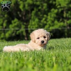 Charlie/Bich-Poo									Puppy/Male	/6 Weeks,Meet Charlie, an adorable Bichapoo puppy with a cheerful personality and a sweet little face that is impossible to resist! Full of happiness and charm, Charlie loves spending his days playing with toys, exploring new things, and making friends with everyone he meets. Whether he’s enjoying a fun outdoor adventure or snuggled up beside you for some cuddle time, he’s always happiest when he’s with his people. With his affectionate nature, playful spirit, and lovable personality, Charlie is sure to bring endless love, laughter, and joy to his forever family.