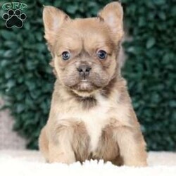 Kaitlyn/French Bulldog									Puppy/Female	/10 Weeks,“Summer is in the air and Frenchie snuggles are waiting — what more could you need?” 