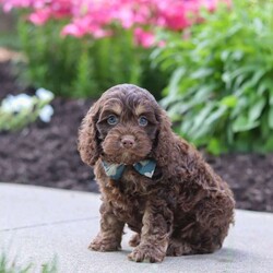Atlas/Cockapoo									Puppy/Male	/7 Weeks,Hi, my name is Hudson, and I’m an adorable Cockapoo puppy with a big heart and an even bigger personality! I’m looking for a loving forever family to share all of life’s special moments with. With my soft, wavy coat, bright eyes, and playful spirit, I’m sure to bring endless happiness, laughter, and companionship wherever I go. I love meeting new people and have been raised with plenty of love and attention, helping me develop a friendly and affectionate personality. Whether I’m chasing a favorite toy, exploring the yard, learning new things, or curling up beside you for a cozy nap, I’m happiest when I’m spending time with my family.