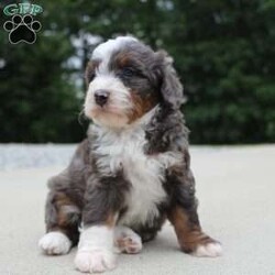 Sophia/Mini Bernedoodle									Puppy/Female	/6 Weeks,our pups are F1b Mini-bernedoodle they will be more curly haired , and stay 20-35 lbs full grown. they are  well lovedand socialized  get playtime with kids and adults daily.  they are upto date on vaccines -dewormer , we have a vet appointment scheduled. 