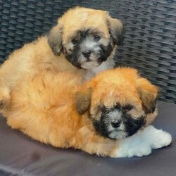 Adopt a dog:Malshi puppies /Malshi/Female/Sex: Mixed Litter,Puppies looking for a new home, they have 8 weeks old, they have first vaccine, flea and worms treatment