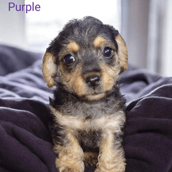 Miniature poodle X terrier miniature poodle x/Miniature Poodle/Female/Sex: Mixed Litter,We are delighted that our KC Registered miniature poodle and scoodle (Scottish terrier x poodle) have had a healthy litter of 3 girls and 1 boy puppies, they were born 24/4 and and ready to leave 19/06, they will all be micro chipped, heath tested by vet, flead and wormed before leaving. Both mum and dad can be seen, mum has a five generation family tree with highlighted champions and dad has had full DNA test with no health concerns. Both parents have great temperament towards our children. we are a house hold with 3 under tens and a cat so the puppies will be use to noise and lots of cuddles. This ****************** hybrid breed combines the playful, loyal nature of a Scottie with the high intelligence and low-shedding coat of a Poodle. Viewing available now