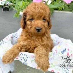 Taffy/Cavapoo									Puppy/Female	/9 Weeks,Taffy is a red Cavapoo puppy born on April 16, 2026. She is a sweet girl who likes to cuddle and enjoys playing with her littermates. She is looking for her forever family … could that be you?