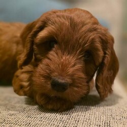Adopt a dog:F1 COCKERPOO RED FEMALE PUPPIES/Cockapoo/Female/Sex: Female,I have two gorgeous red female Cockapoo puppies looking for their forever homes.