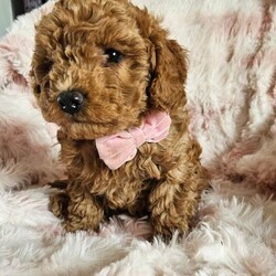 Adopt a dog:Beautiful red/black toy poodles /Toy Poodle/Female/Sex: Mixed Litter,I have 3 boys and 2 girls available for new homes  all ready to go now!! They will be microchipped, flea and wormed. Mum is a very affectionate and loving pet which she can be seen with puppies. All puppies have been raised around the usual household noises and we'll socialised. Pm for information. Video call is available