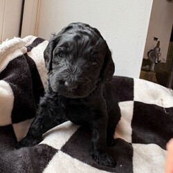 Adopt a dog:(2 black girls left £850 ready to leave) Double doodles for sale /Double Doodle/Female/Sex: Mixed Litter,Zaya gave birth to her beautiful litter on 5th April! She’s a proud mum of 7 gorgeous pups. 4 girls, 3 boys!