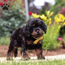 Alex/Cavapoo									Puppy/Male	/7 Weeks,Hi, my name is Alex, and I’m an absolutely adorable Cavapoo puppy with a sweet personality and a heart full of love! I’m a playful and affectionate little pup who loves being around people, exploring my surroundings, and enjoying all the exciting little adventures life has to offer. I have a gentle nature, a happy spirit, and a lovable personality that makes me the perfect companion. With my soft, fluffy coat, precious puppy eyes, and charming Cavapoo qualities, I’m sure to melt the hearts of everyone I meet. I’m excited to find my forever family where I can share endless cuddles, love, and so many wonderful memories!