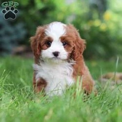 Maverick/Cavapoo									Puppy/Male	/8 Weeks,Meet Maverick! He’s full of energy, curiosity, and unconditional love, always ready to explore, chase toys, and discover something new. When the day winds down, he’s happiest curled up close, soaking in every cuddle with his sweet, gentle nature. His petite size makes him even more special, offering the perfect blend of affection, fun, and charm. He’ll make a wonderful companion for families, singles, or anyone looking for a loyal little friend.