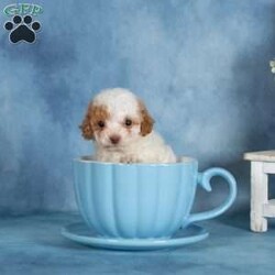 Peanut/Miniature Poodle									Puppy/Female	/April 30th, 2026,These precious Mini Poodle puppies are searching for their forever families! With their soft, beautiful coats and cheerful personalities, these little ones are full of love and ready to bring joy to their new homes. Raised in a family environment and given plenty of attention from day one, they are well socialized and comfortable with everyday household activity.
