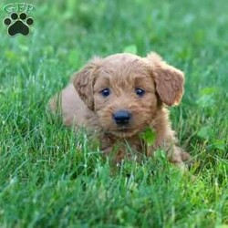 Theo/Goldendoodle									Puppy/Male	/8 Weeks,Meet Theo, an adorable F1 Standard Goldendoodle with a sweet personality and a playful spirit! He loves exploring, playing with his siblings, and soaking up all the attention he can get. He has a soft, fluffy coat, expressive eyes, and a friendly nature that makes him a joy to be around. Whether he’s romping around the yard or curling up for a nap, he’s sure to bring lots of happiness and companionship to his future family.