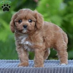 Tabitha/Cavapoo									Puppy/Female	/8 Weeks,To contact the breeder about this puppy, click on the “View Breeder Info” tab above.