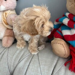 Adopt a dog:Cavamaltipoo for sale - 1 boy left /Maltipoo/Female/Sex: Male,We are so pleased to be welcoming our Ruby’s beautiful puppies. Born 17th April and due to leave 12th June. 3 boys and 2 girls.