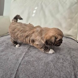 Lhatese (Maltese/ Lhasa Apso Mix/Mixed Breed/Female/Sex: Female,**All puppies are now reserved - thank you for your interest**