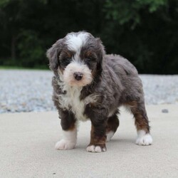 Sophia/Mini Bernedoodle									Puppy/Female	/6 Weeks,our pups are F1b Mini-bernedoodle they will be more curly haired , and stay 20-35 lbs full grown. they are  well lovedand socialized  get playtime with kids and adults daily.  they are upto date on vaccines -dewormer , we have a vet appointment scheduled. 