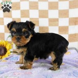 Marigold/Yorkie									Puppy/Female	/7 Weeks,Meet your new BFF, Marigold! This adorable Yorkie puppy is vet checked & up to date on shots & wormer. She can be registered with the ACA, plus comes with a health guarantee provided by the breeder! Marigold is well socialized & currently being family raised with children!