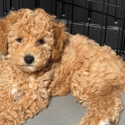 ONLY 1 LEFT - Toy Cockapoo GIRL Ready Now/Cockapoo/Female/Sex: Mixed Litter, Our beautiful Yellow girl is now the last puppy available from Frankie’s litter 