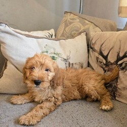 Adopt a dog:beautiful cockapoos/Cockapoo/Female/Sex: Mixed Litter,Here we have a beautiful litter of 9 cockapoos. Mom is a lovely pet we have had since 8 weeks old. And dad is a minature red poodle we used as a stud. Both parents have been health tested and are clear of everything.