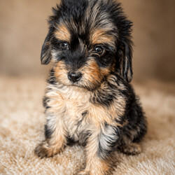 Beautiful mixed litter of F1 cocker poo puppies/Cockapoo/Female/Sex: Mixed Litter,I am so happy to announce that our beautiful girl Femme has given birth to 4 boys and 3 gorgeous girls ready to leave on the 16th of may. 