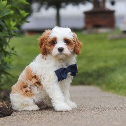 Asher/Cavapoo									Puppy/Male	/9 Weeks,Meet Asher, the epitome of charm and cuteness in the form of an Cavapoo puppy! He is a delightful blend of energy, intelligence, and affection, ready to prance into your heart and home. His expressive eyes and wagging tail convey the joy and warmth he brings to every interaction. Raised with love and care, he is the perfect fit for families and individuals alike, ready to join you with a lineage that exemplifies excellence. With a soft coat he transforms into a perfect little snuggle buddy. Thanks to his poodle heritage he is intelligent and quickly picks up on new thing this makes him easy to train and adaptable in various situations. 