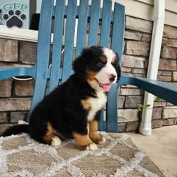 Oscar/Bernese Mountain Dog									Puppy/Male	/9 Weeks,Oscar is a handsome an outgoing Bernese mountain dog!he loves to run an play with our children an is well socialized.he is AKC registered,his parents are both genetically tested an clear!he is up to date on dewormer an vaccines,he is micro chipped an vet checked an comes with a one year genetic health guarantee!call today to make him yours!