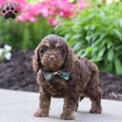 Atlas/Cockapoo									Puppy/Male	/7 Weeks,Hi, my name is Hudson, and I’m an adorable Cockapoo puppy with a big heart and an even bigger personality! I’m looking for a loving forever family to share all of life’s special moments with. With my soft, wavy coat, bright eyes, and playful spirit, I’m sure to bring endless happiness, laughter, and companionship wherever I go. I love meeting new people and have been raised with plenty of love and attention, helping me develop a friendly and affectionate personality. Whether I’m chasing a favorite toy, exploring the yard, learning new things, or curling up beside you for a cozy nap, I’m happiest when I’m spending time with my family.