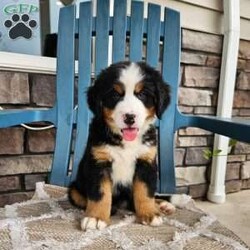 Oscar/Bernese Mountain Dog									Puppy/Male	/9 Weeks,Oscar is a handsome an outgoing Bernese mountain dog!he loves to run an play with our children an is well socialized.he is AKC registered,his parents are both genetically tested an clear!he is up to date on dewormer an vaccines,he is micro chipped an vet checked an comes with a one year genetic health guarantee!call today to make him yours!