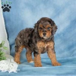 Charlie/Miniature Poodle									Puppy/Male	/April 29th, 2026,These adorable Mini Poodle puppies are ready to find their furever homes! With their beautiful coats, playful personalities, and confident spirits, they are excited to meet the world at your side. Family raised with lots of love and attention, these little ones are very well socialized and have been exposed to everyday household sights and sounds, making them well prepared to become a happy part of your family.