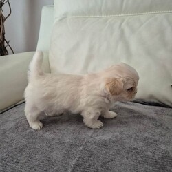 Lhatese (Maltese/ Lhasa Apso Mix/Mixed Breed/Female/Sex: Female,**All puppies are now reserved - thank you for your interest**