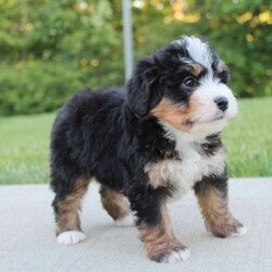 April/Mini Bernedoodle									Puppy/Female	/6 Weeks,our pups are F1-Mini-bernedoodle they will be more Wavy haired then curly, 40-60 lbs full grown. they are  well lovedand socialized  get playtime with kids and adults daily.  they are upto date on vaccines -dewormer , we have a vet appointment scheduled. 