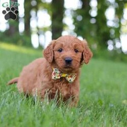 Theo/Goldendoodle									Puppy/Male	/8 Weeks,Meet Theo, an adorable F1 Standard Goldendoodle with a sweet personality and a playful spirit! He loves exploring, playing with his siblings, and soaking up all the attention he can get. He has a soft, fluffy coat, expressive eyes, and a friendly nature that makes him a joy to be around. Whether he’s romping around the yard or curling up for a nap, he’s sure to bring lots of happiness and companionship to his future family.
