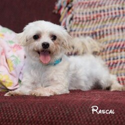 Josie/Maltipoo									Puppy/Female	/8 Weeks,These adorable puppies are looking for loving forever homes where they will be cherished as part of the family. They are super friendly, well socialized, and have been raised with lots of love and attention, making them wonderful companions . They are used to being around children and enjoy playing and cuddling, giving them happy and affectionate personalities.