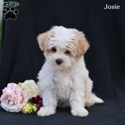 Josie/Maltipoo									Puppy/Female	/8 Weeks,These adorable puppies are looking for loving forever homes where they will be cherished as part of the family. They are super friendly, well socialized, and have been raised with lots of love and attention, making them wonderful companions . They are used to being around children and enjoy playing and cuddling, giving them happy and affectionate personalities.