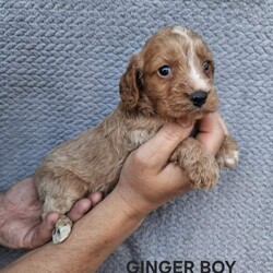 Cockapoo puppies/Cockapoo/Female/Sex: Mixed Litter,Here we have 6 adorable cockapoo puppies looking for there forever home