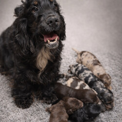 Beautiful mixed litter of F1 cocker poo puppies/Cockapoo/Female/Sex: Mixed Litter,I am so happy to announce that our beautiful girl Femme has given birth to 4 boys and 3 gorgeous girls ready to leave on the 16th of may. 