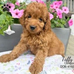 Taffy/Cavapoo									Puppy/Female	/9 Weeks,Taffy is a red Cavapoo puppy born on April 16, 2026. She is a sweet girl who likes to cuddle and enjoys playing with her littermates. She is looking for her forever family … could that be you?