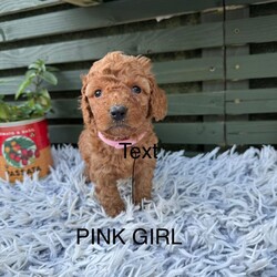 Adopt a dog:F1b cockapoo puppies/Cockapoo/Female/Sex: Mixed Litter,We have 7 beautiful bundles of joy ready to find their new homes . They will be ready to leave W/C 15/06/26