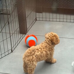 ONLY 1 LEFT - Toy Cockapoo GIRL Ready Now/Cockapoo/Female/Sex: Mixed Litter, Our beautiful Yellow girl is now the last puppy available from Frankie’s litter 