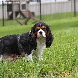 Ember/Cavalier King Charles Spaniel									Puppy/Female	/8 Weeks,Hi, my name is Ember! I’m an adorable AKC Registered Cavalier King Charles Spaniel with a sweet, loving personality and a heart full of affection. I love spending my days playing with toys, exploring new things, and soaking up all the attention I can get. Whether I’m romping around during playtime or snuggled up beside my favorite people, I’m happiest when I’m sharing love and making memories.