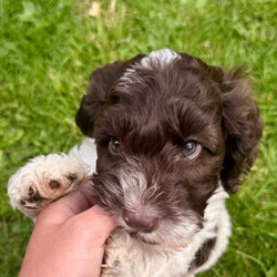 Adopt a dog:Gorgeous f1 cockapoo puppy /Cockapoo/Female/Sex: Male,Little boy cockapoo puppy he is parti white and chocolate been bought up in our family home with lots of children and other dog