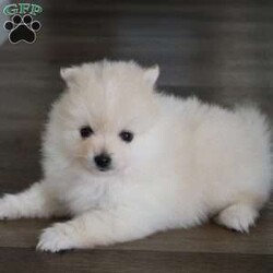 Riley/Pomeranian									Puppy/Male	/8 Weeks,To contact the breeder about this puppy, click on the “View Breeder Info” tab above.