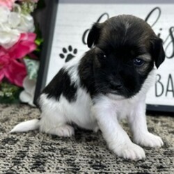 Adopt a dog:Tulip/Havanese/Female/April 26, 2026,Hi, I'm Tulip! I'm an 8-week-old female Havanese with a beautiful black brindle coat, born on April 26. I'll be ready to go home to my forever family after June 28, once I'm grown enough to leave my litter. When I reach my adult size, I should weigh between 10–18 lbs. I'm AKC registered. I hope you're ready for lots of love and a bit of mischief.